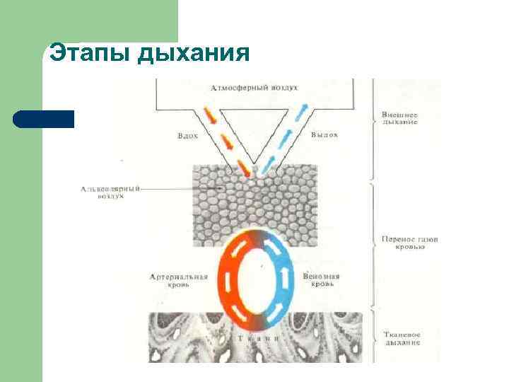 Этапы дыхания 