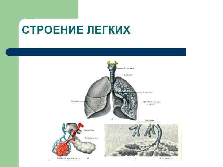 СТРОЕНИЕ ЛЕГКИХ 