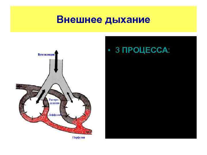 Внешнее дыхание • 3 ПРОЦЕССА: • - Вентиляция • - Диффузия • - Перфузия