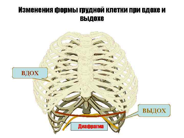 Изменения формы грудной клетки при вдохе и выдохе ВДОХ ВЫДОХ Диафрагма 