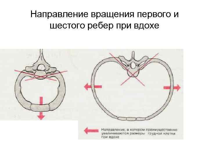 Направление вращения первого и шестого ребер при вдохе 