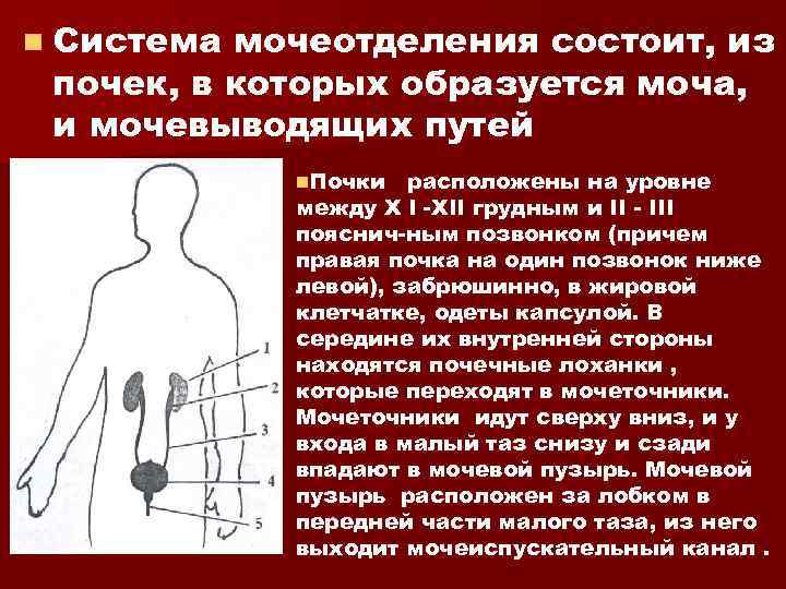 n Система мочеотделения состоит, из почек, в которых образуется моча, и мочевыводящих путей n.