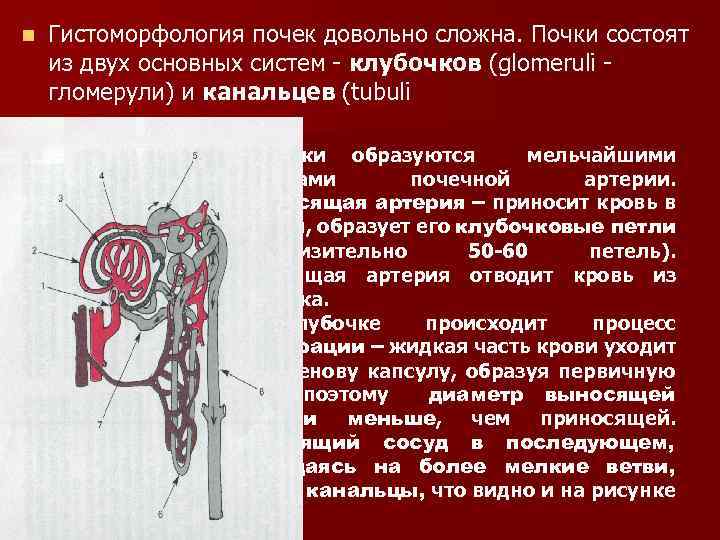 n Гистоморфология почек довольно сложна. Почки состоят из двух основных систем - клубочков (glomeruli