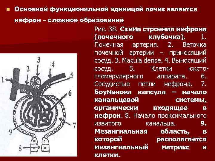 n Основной функциональной единицой почек является нефрон – сложное образование Рис. 38. Схема строения