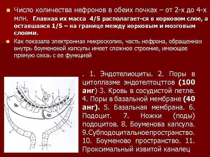 n Число количества нефронов в обеих почках – от 2 -х до 4 -х
