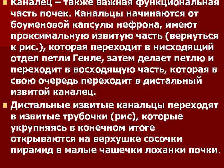 Каналец – также важная функциональная часть почек. Канальцы начинаются от боуменовой капсулы нефрона, имеют