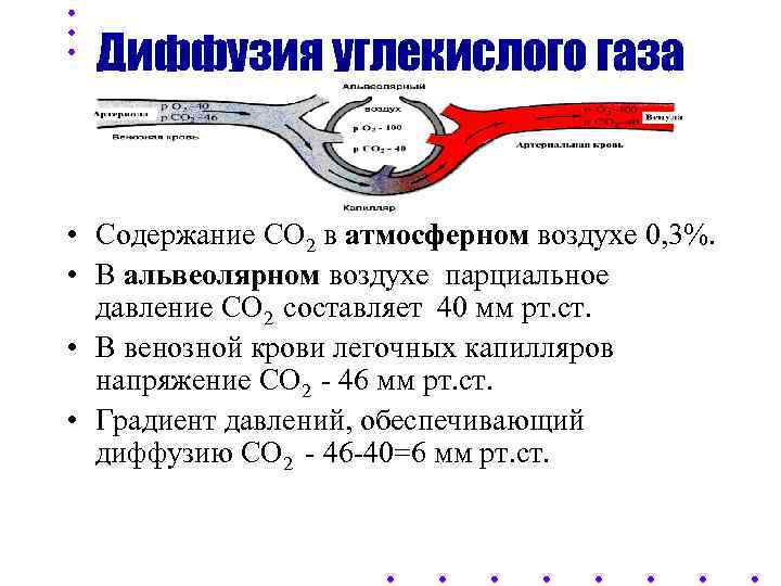 Диффузия углекислого газа • Содержание СО 2 в атмосферном воздухе 0, 3%. • В