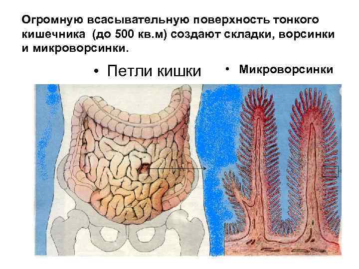 Огромную всасывательную поверхность тонкого кишечника (до 500 кв. м) создают складки, ворсинки и микроворсинки.
