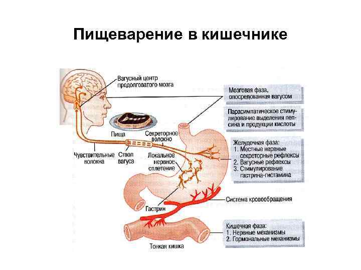 Пищеварение в кишечнике 