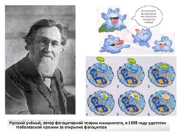 фагоцитоз Русский учёный, автор фагоцитарной теории иммунитета, в 1908 году удостоен Нобелевской премии за
