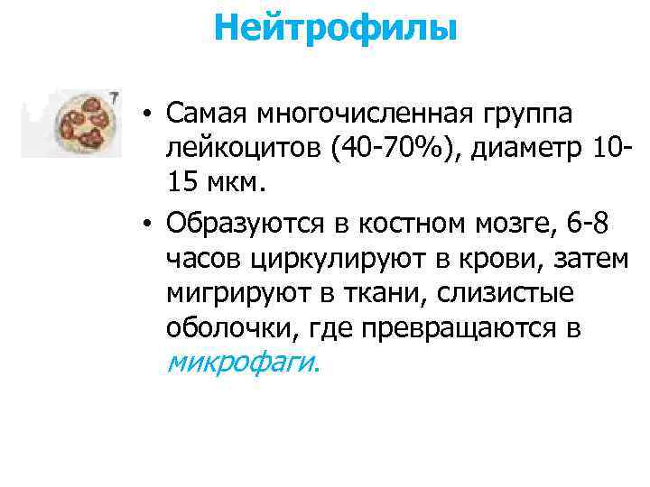Нейтрофилы • Самая многочисленная группа лейкоцитов (40 -70%), диаметр 1015 мкм. • Образуются в