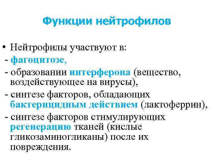 Функции нейтрофилов • Нейтрофилы участвуют в: - фагоцитозе, - образовании интерферона (вещество, воздействующее на