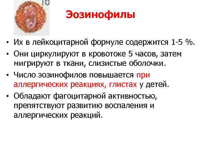 Эозинофилы • Их в лейкоцитарной формуле содержится 1 -5 %. • Они циркулируют в
