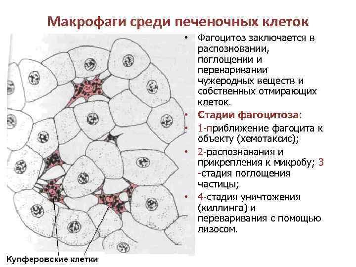 Макрофаги среди печеночных клеток • Фагоцитоз заключается в распозновании, поглощении и переваривании чужеродных веществ