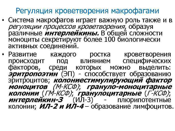 Регуляция кроветворения макрофагами • Система макрофагов играет важную роль также и в регуляции процессов