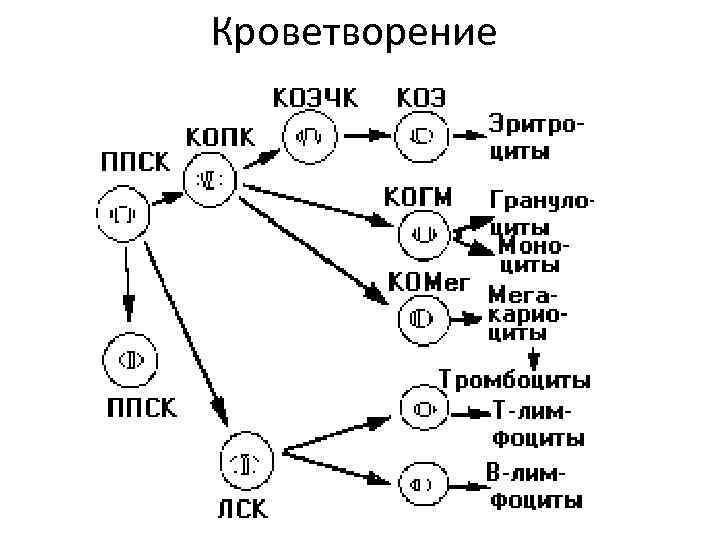 Кроветворение 
