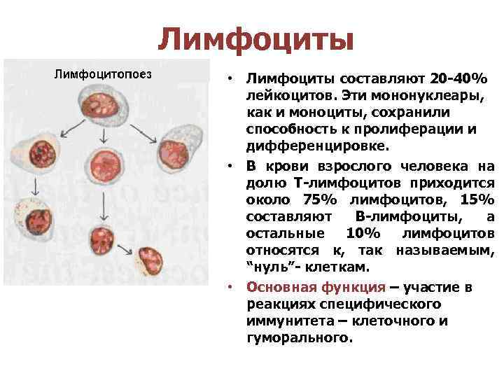 Лимфоциты • Лимфоциты составляют 20 -40% лейкоцитов. Эти мононуклеары, как и моноциты, сохранили способность
