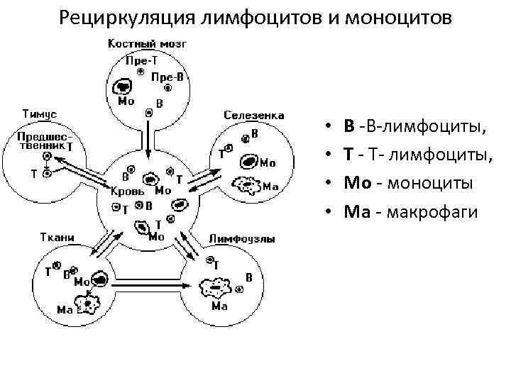 Рециркуляция лимфоцитов и моноцитов • • В -В-лимфоциты, Т - Т- лимфоциты, Мо -