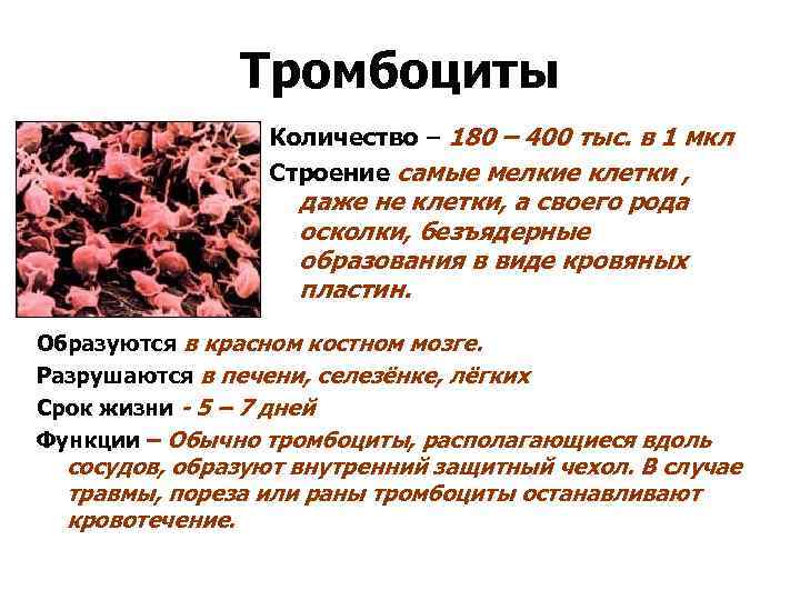 Тромбоциты Количество – 180 – 400 тыс. в 1 мкл Строение самые мелкие клетки