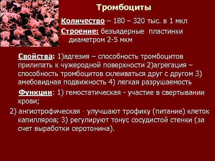 Различают 2 механизма гемостаза: сосудисто- тромбоцитарный и коагуляционный. n Различают 2 механизма гемостаза: сосудисто- тромбоцитарный и коагуляционный. n