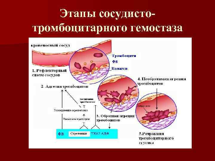 Коагуляционный гемостаз В этом процессе участвуют тканевые, плазменные и Коагуляционный гемостаз В этом процессе участвуют тканевые, плазменные и