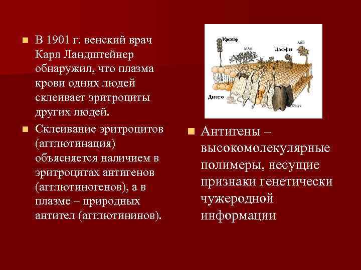 n В 1901 г. венский врач Карл Ландштейнер обнаружил, что плазма n В 1901 г. венский врач Карл Ландштейнер обнаружил, что плазма