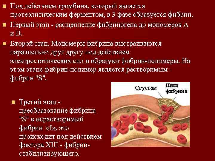 Фибринолитическая система В состав системы фибринолиза входят: n 1) плазминоген - Фибринолитическая система В состав системы фибринолиза входят: n 1) плазминоген -