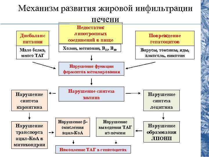 Механизм развития жировой инфильтрации печени Дисбаланс питания Мало белка, много ТАГ Недостаток липотропных соединений