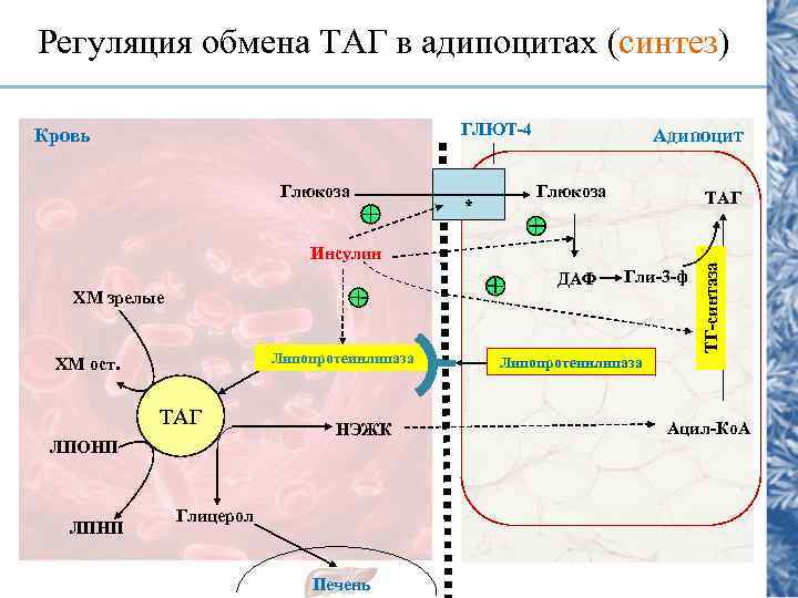 Регуляция обмена ТАГ в адипоцитах (синтез) ГЛЮТ-4 Глюкоза * Адипоцит Глюкоза ТАГ Инсулин ДАФ