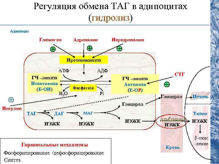 Регуляция обмена ТАГ в адипоцитах (гидролиз) Адипоцит Глюкагон Адреналин Норадреналин Протеинкиназа АТФ ГЧ –липаза