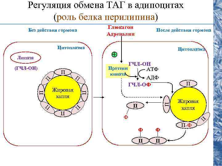 Регуляция обмена ТАГ в адипоцитах (роль белка перилипина) Глюкагон Адреналин Без действия гормона После