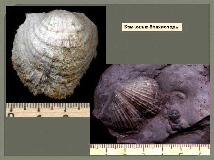 Замковые брахиоподы 