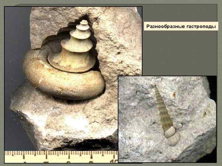 Разнообразные гастроподы 