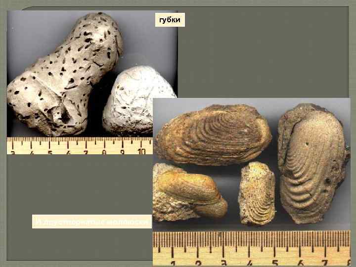 губки И двустворчатые моллюски 