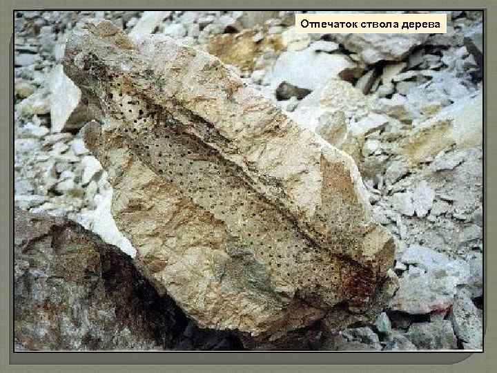 Отпечаток ствола дерева 