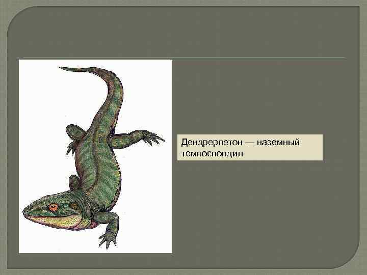 Дендрерпетон — наземный темноспондил 