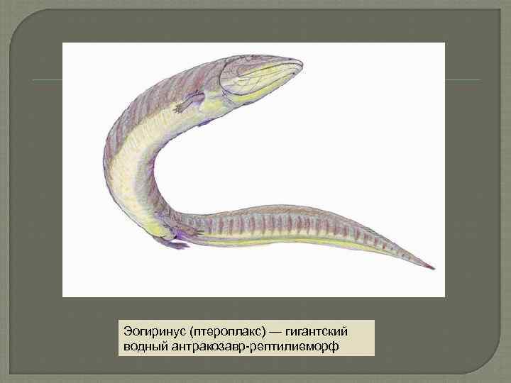 Эогиринус (птероплакс) — гигантский водный антракозавр-рептилиеморф 