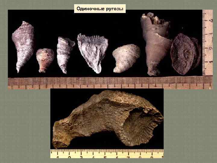 Одиночные ругозы 