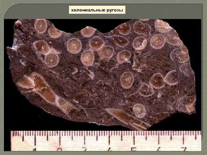 колониальные ругозы 