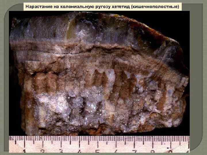 Нарастание на колониальную ругозу хететид (кишечнополостные) 