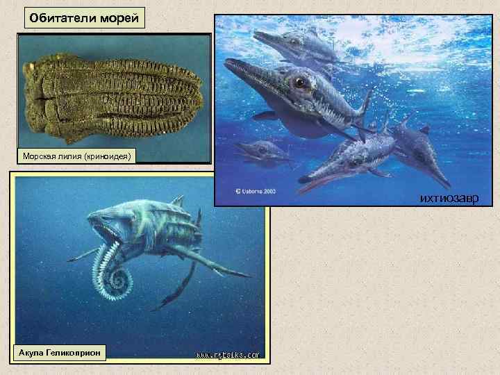 Обитатели морей Морская лилия (криноидея) ихтиозавр Акула Геликоприон 