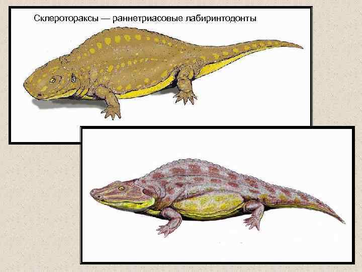 Склеротораксы — раннетриасовые лабиринтодонты 