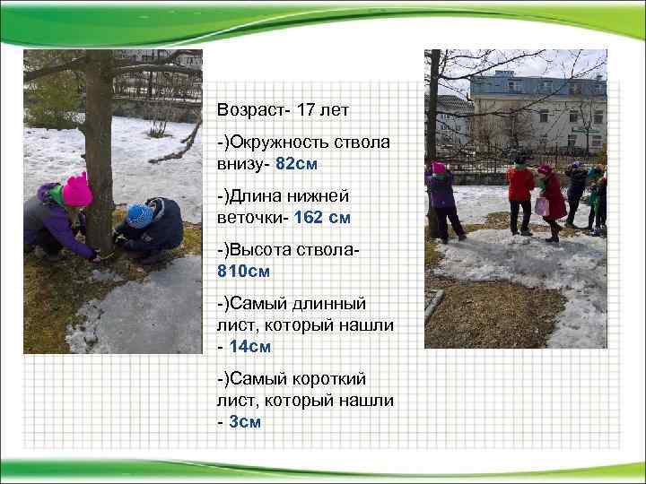 Возраст- 17 лет -)Окружность ствола внизу- 82 см -)Длина нижней веточки- 162 см -)Высота