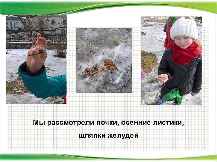 Мы рассмотрели почки, осенние листики, шляпки желудей 