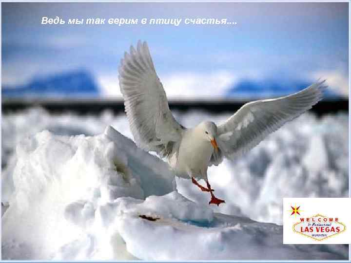 Ведь мы так верим в птицу счастья. . 