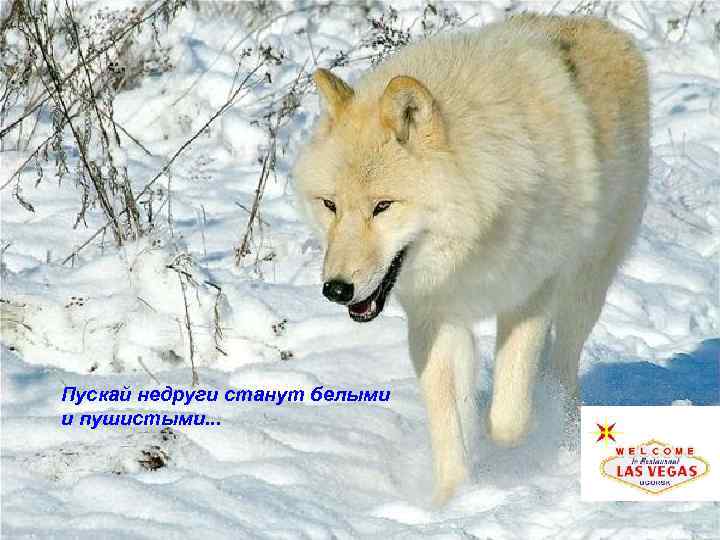 Пускай недруги станут белыми и пушистыми. . . 