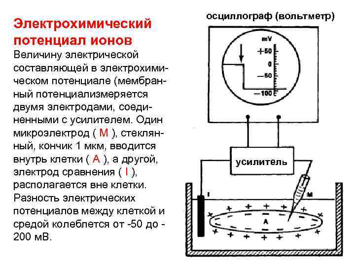 Электрохимический потенциал ионов Величину электрической составляющей в электрохимическом потенциале (мембранный потенциализмеряется двумя электродами, соединенными