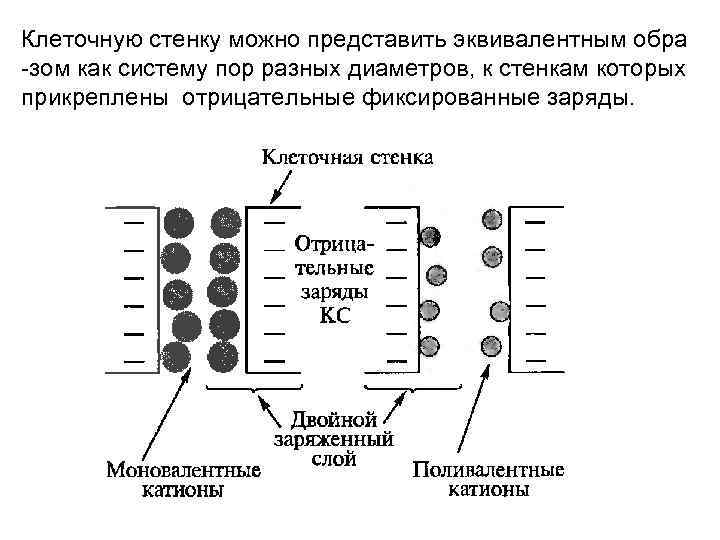 Клеточную стенку можно представить эквивалентным обра -зом как систему пор разных диаметров, к стенкам