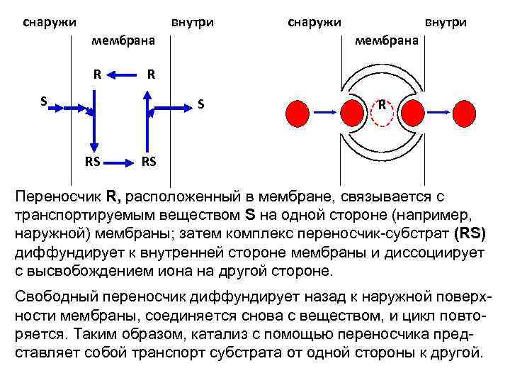 снаружи внутри R S S RS внутри мембрана R снаружи R RS Переносчик R,