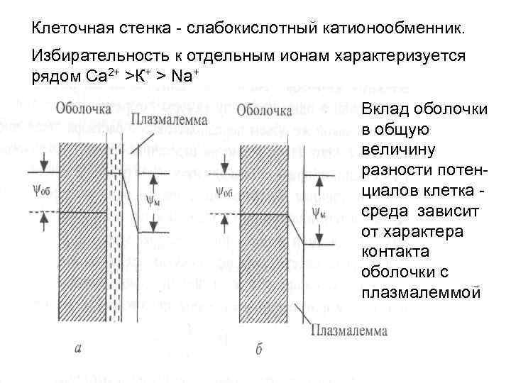 Клеточная стенка - слабокислотный катионообменник. Избирательность к отдельным ионам характеризуется рядом Са 2+ >К+